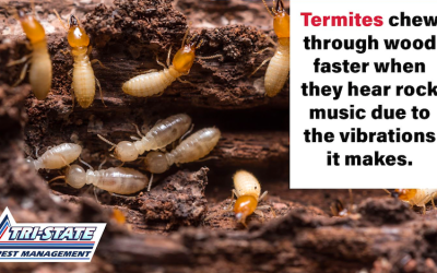 How to Prevent Damage From Subterranean Termites
