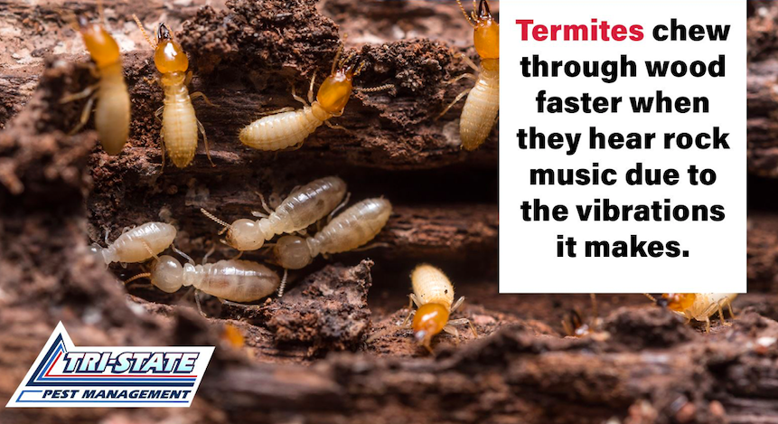 How to Prevent Damage From Subterranean Termites